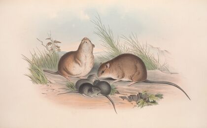 The mammals of Australia Pl.120