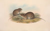 The mammals of Australia Pl.121