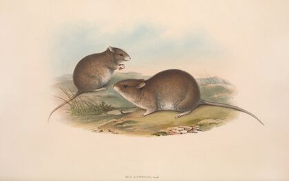 The mammals of Australia Pl.121