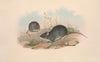 The mammals of Australia Pl.122