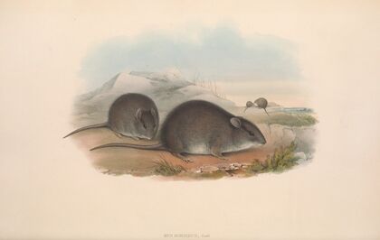 The mammals of Australia Pl.123