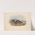 The mammals of Australia Pl.123 by John Gould