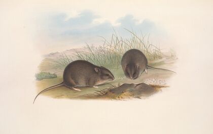The mammals of Australia Pl.124