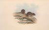 The mammals of Australia Pl.126