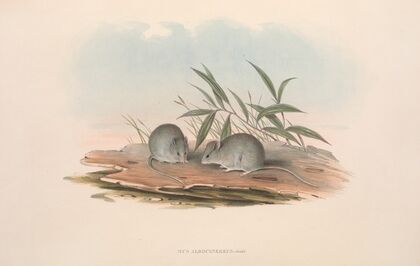 The mammals of Australia Pl.127