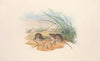 The mammals of Australia Pl.128