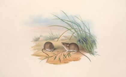 The mammals of Australia Pl.128