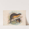 The mammals of Australia Pl.130 (1845-1863) by John Gould