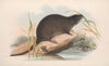 The mammals of Australia Pl.133