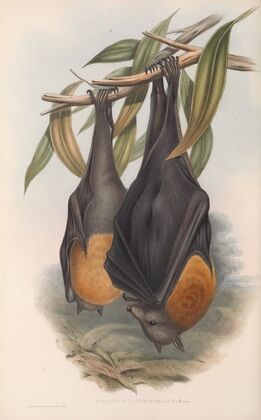 The mammals of Australia Pl.134