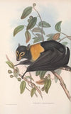 The mammals of Australia Pl.135