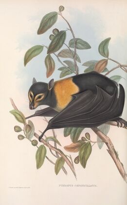 The mammals of Australia Pl.135