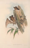 The mammals of Australia Pl.137