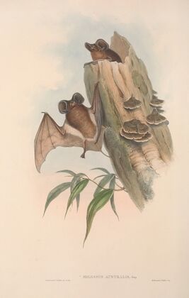 The mammals of Australia Pl.137