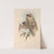 The mammals of Australia Pl.137 (1845-1863) by John Gould