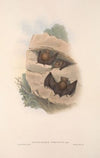 The mammals of Australia Pl.140