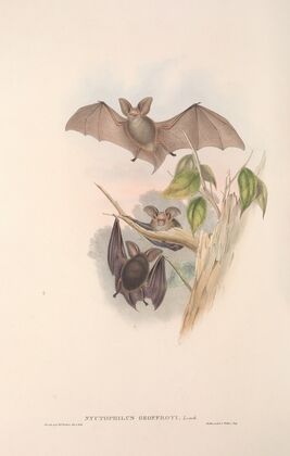 The mammals of Australia Pl.143