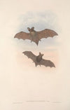 The mammals of Australia Pl.144