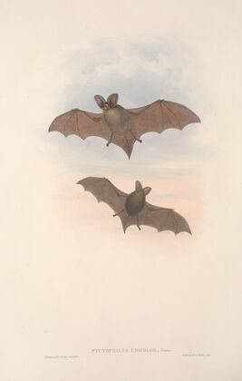 The mammals of Australia Pl.144