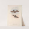 The mammals of Australia Pl.144 (1845-1863) by John Gould