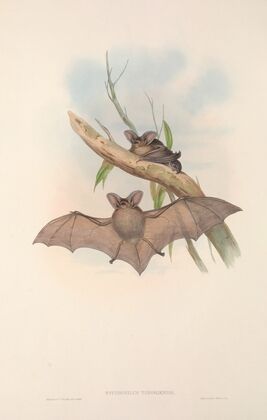 The mammals of Australia Pl.145