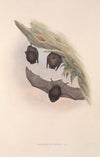 The mammals of Australia Pl.147