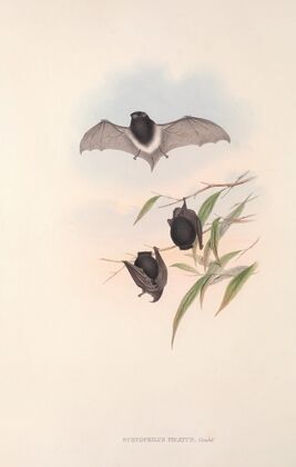 The mammals of Australia Pl.149