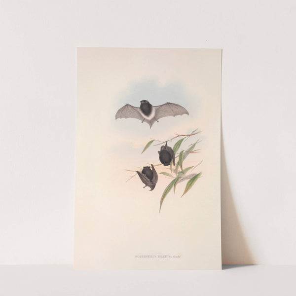 The mammals of Australia Pl.149 (1845-1863) by John Gould