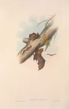 The mammals of Australia Pl.151
