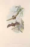 The mammals of Australia Pl.152
