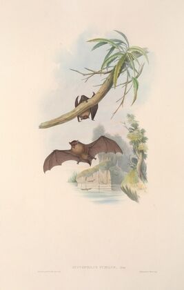 The mammals of Australia Pl.152