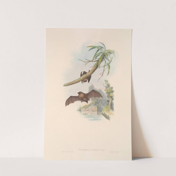 The mammals of Australia Pl.152 (1845-1863) by John Gould