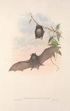 The mammals of Australia Pl.153