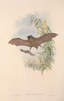 The mammals of Australia Pl.154