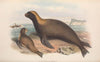 The mammals of Australia Pl.155
