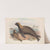 The mammals of Australia Pl.155 (1845-1863) by John Gould