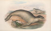 The mammals of Australia Pl.156