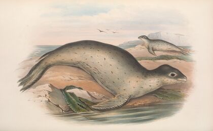 The mammals of Australia Pl.156