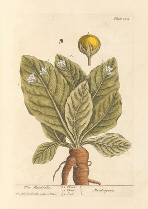 The mandrake