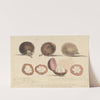 The Mangosteen Fruit, Malacca by Samuel Davis