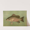 The Mangrove Snapper, Lutjanus griseus. by John L. Petrie