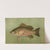 The Mangrove Snapper, Lutjanus griseus. by John L. Petrie