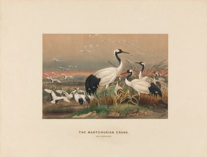The Mantchurian Crane