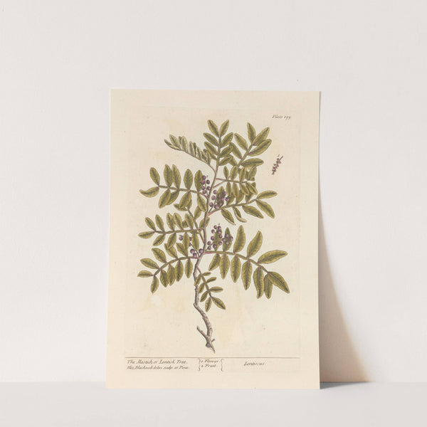 The mastich or lentisk tree by Elizabeth Blackwell