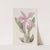 The May-flower Laelia by Sydenham Edwards