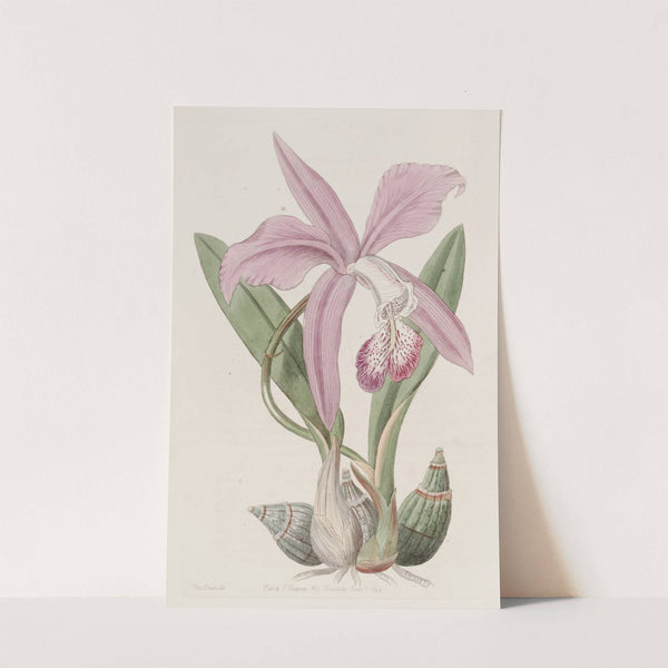 The May-flower Laelia by Sydenham Edwards