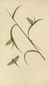 The May Fly – Green And Fray Drake