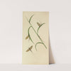 The May Fly - Green And Fray Drake by Barret And Sons