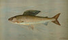 The Michigan Grayling, Thymallus ontariensis.