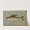 The Michigan Grayling, Thymallus ontariensis. by John L. Petrie